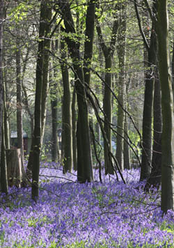 English bluebell wood