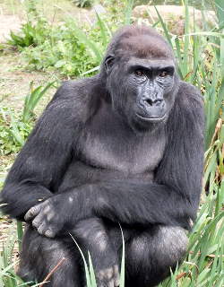 gorilla