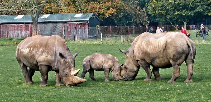 Whipsnade rhinos