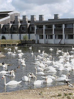 Swans at Slimbridge